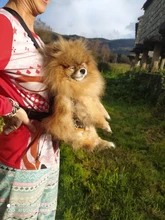 Gato bolsa frente mochila portador de chihuahua de perro de peluche mochila perros pequeños de mascotas productos para mascotas perros chien