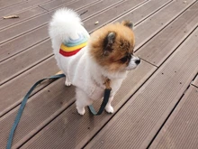 Costume Puppy-Clothes Love-Rainbow-Vest PETCIRCLE Pet-Cat Dog Winter New Fit And Four-Color