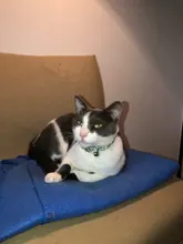 Cat-Collar Nameplate Kitten Yorshire Chihuahua Personalized Engraving Bell Adjustable