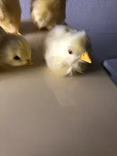 Polluelo de peluche de imitación para niños, Animal de peluche realista de juguete, modelo de pollo cognitivo, pollo de sonido, regalo de Pascua, juguete blando para niños