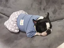 Dog-Dress Dogs-Skirt Yorkshires Chihuahau Winter Dot for Autumn