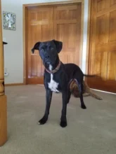 Leash Set Collars Lead Name Custom Personalized Adjustable Plaid Suit Id-Tag Faber