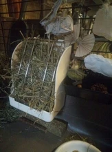 Conejo cerdo de Guinea Chinchilla alimentador de heno menos pérdida de Alimentación de Mascotas de alimentación tazón de hámster conejo Animal PEQUEÑO suministros