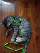 Leash-Set Harness Pet-Products Cat-Collar Adjustable Belt Dog Animals Kitten Nylon And