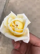 Rodillo de Jade de obsidiana, masajeador Gouache para cara, herramientas de cuidado para la piel Facial, corporal Natural, rodillos masajeadores de belleza