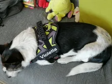 K9 Harnesses For Dogs Customizable Dog Name label Reflective Adjustable Dog Harness Vest