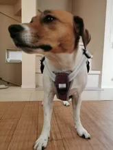 Pet-Vest Harnesses Dog-Supplies Reflective No-Pull Small Walking-Adjustable Large Medium