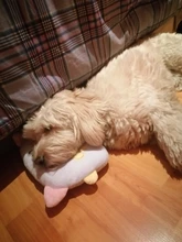 Almohada de moda para mascotas, cojín especial para dormir de gatos y perros, oso de peluche, Pomeranian, suministros para perros, alfombrilla para cachorro, 2019