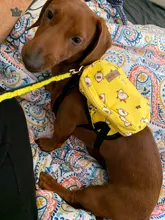 Dog-Backpack-Harness Lead-Carrier Pink Animal Small Cute with Leash-Set Little Pet-Cat