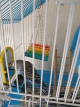 Columpio de madera Natural colorido para loros, accesorios para jaulas de pájaros y hámster, divertido, pájaro masticar, juguetes para mascotas pequeñas, columpios colgantes, 1 Uds.