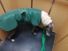 Jacket Clothing Coat Greyhound Waterproof Dog Dogs Large Super-Warm Medium Thick 