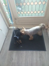 Leash-Set Pet-Products Dog-Harness Dogs Adjustable Small Chihuahua Walking Nylon And