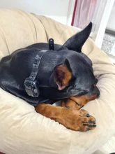 Vibration Pet Dog-Collar Remote-Control Shock Electric Rechargeable Waterproof 800m 