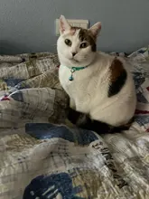 Collier-Collar para gatos con estampado de pata, correa de nailon ajustable para el cuello, para gatos