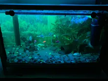 Aquarium-Lights Submersible Diving-Lighting Remote-Control-Lamp Waterproof LED RGB Amphibious