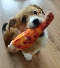 Dog Toys Bite Resistant Cotton Chewing Toy Puppy Interactive Tiny Toys Vegetable Drumstick