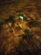 Collar LED fluorescente para perros, correa brillante de seguridad para la noche, de nailon, luminosa, accesorios para mascotas