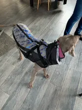 Pet-Dog-Clothes Clothing Walking-Harness Dogs Outdoor Waterproof Large Winter Medium