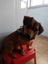 K9 Harnesses For Dogs Customizable Dog Name label Reflective Adjustable Dog Harness Vest