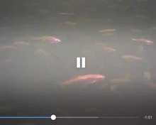 LUCKY-Cámara de inspección y pesca subacuática portátil, videocámara de visión nocturna de 4,3 pulgadas, impermeable IP68, Cable de 20M para hielo/Mar