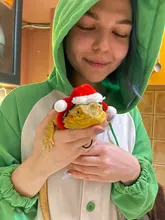 Santa-Hat Lizard Reptile-Apparel Chin-Strap Bearded Dragon with Elastic Scarf Scarf