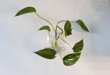 Transparent Glass Vase Flower-Pot Potted-Plant Wall-Hanging Terrarium-Fish-Tanks Hydroponic