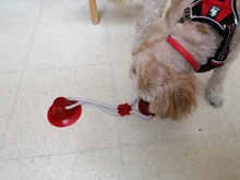 Juguetes para mascotas con copa de succión perro juguete con bola goma termoplástica para limpieza de perro juguetes para perros pequeños, perro de juguete