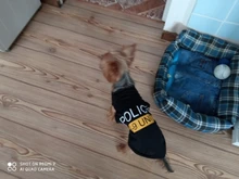 Traje de policía para Cosplay de perros y gatos, chaleco elástico negro, camiseta de cachorro, accesorios, ropa, disfraces
