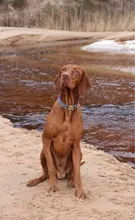 Leash Set Collars Lead Name Custom Personalized Adjustable Plaid Suit Id-Tag Faber