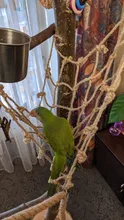 40 * 40cm Red de escalada para loros, juguete para pájaros, cuerda para columpiar, red, soporte para pájaros, hamaca de red con gancho para colgar pájaros, juguetes para masticar y morder