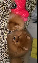 New Arrival Noble Pet Dogs Winter Vest Coat Fur Collar Russia Classic Dogs Clothing Soft