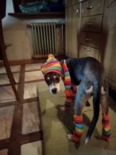 Pet-Puppy-Accessories Socks Hats Cat-Products Dogs-Knitted Small Chihuahua Little Winter