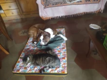 Cama grande para perro, colchoneta de espuma viscoelástica, transpirable, colchón ortopédico de fondo Oxford, para mascota mediana grande pequeña