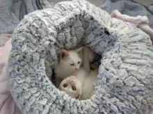 Bed House Puppy-Cushion Kennel Sofa Pet-Bed Deep-Sleeping-Bag Soft Cat Dog Round Adjustable