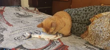 Fish-Toys Simulation Biting-Supplies Electric Playing Dog-Cat-Chewing 30CM for Pet-Cat-Toy