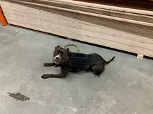 Dog-Harness Loop Dog-Molle-Vest Working Tactical with 2-Metal Buckle Hook Clip Handle