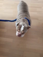 Large Dog Collar-Set Traction-Rope Leashes P-Chain Metal for Big Buckle