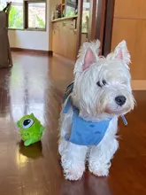 Ball-Toys Entertainment Puppy Interactive-Bird Plush-Giggle Crazy Automatic Electronic