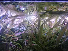 Lámpara de 6 filas superfino acuario con LEDs, iluminación para plantas acuáticas, 18-70CM, Extensible, regulable, con Clip, para pecera, novedad de 2021
