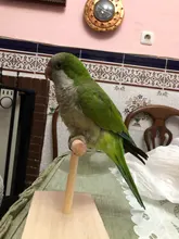 Juguete de madera portátil para formación de loros, mascotas, plataforma de soporte acanalado, juguetes de molienda de patas de pájaros