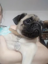 Etiqueta de identificación de Gato de acero inoxidable para mascotas, etiquetas de nombres de mascotas, Collar para gatos, accesorios con teléfono, sexo y etiquetas de nombres, grabado gratis