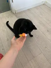 pawstrip Soft Fleece False Mouse Cat Toys Colorful Feather Funny Playing Toys For Cats