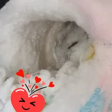 Small Animal Hammock Hamster-House Warm-Cage Rat/hedgehog Mini New Cat Winter Bed-Mat