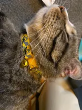 Collar con cascabel para gatos, Chihuahua y gatos, reflectante, correa, suministros para mascotas