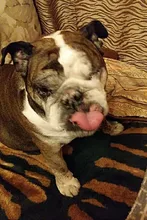 1x40 punto rojo alcance táctico Rifle verde rojo punto colimador punto con 11mm/20mm montaje carril Airsoft aire de caza