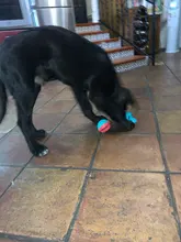 Juguetes de perro ventosa de silicona para perros de compañía Tug interactivo bola juguetes para mascotas masticar morder los dientes cepillo de limpieza de los perros Juguetes