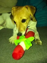 Squeaky Toy Samoyed Plush-Candy Soft-Sound All-Dogs Cane Husky Shiba Beagles Fits-For