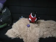 Christmas Dog Clothes Small Dogs Santa Costume for Pug Chihuahua Yorkshire Pet Cat Clothing