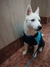 Chaleco impermeable para perros grandes y pequeños, abrigo cálido de invierno para cachorros, ropa para mascotas, 4XL, 5XL, nuevo