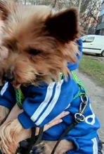 Costume Pet-Jumpsuit Puppy-Outfit Dogs French Bulldog Chihuahua Medium Pug-Pets Small